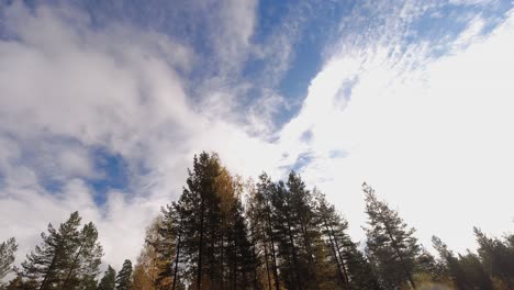 low angle looks up through autumn trees to clouds drifting in blue sky