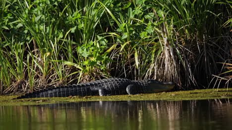 alligator in its natural habitat