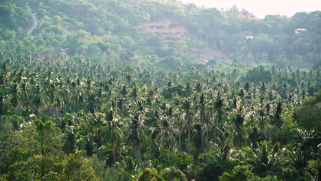 Aerial-view-showing-tropical-lush-palm-trees-on-Koh-Samui-Island-during-sunny-day,-Thailand