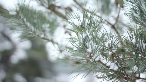 extreme close up of snow covered pine tree branche