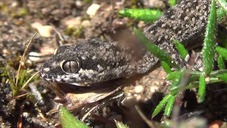 close up upper torso of black grey lizard between greenery - soil