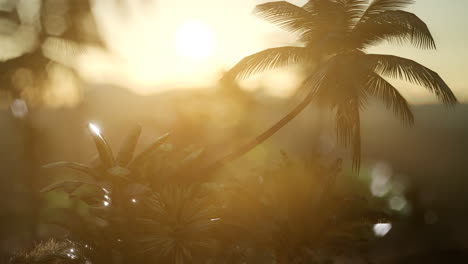 coco palm trees tropical landscape