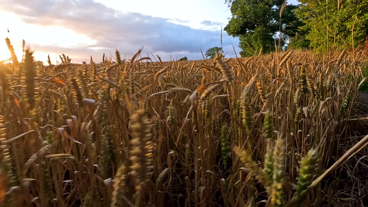 el atardecer dorado iluminando un tranquilo campo de trigo