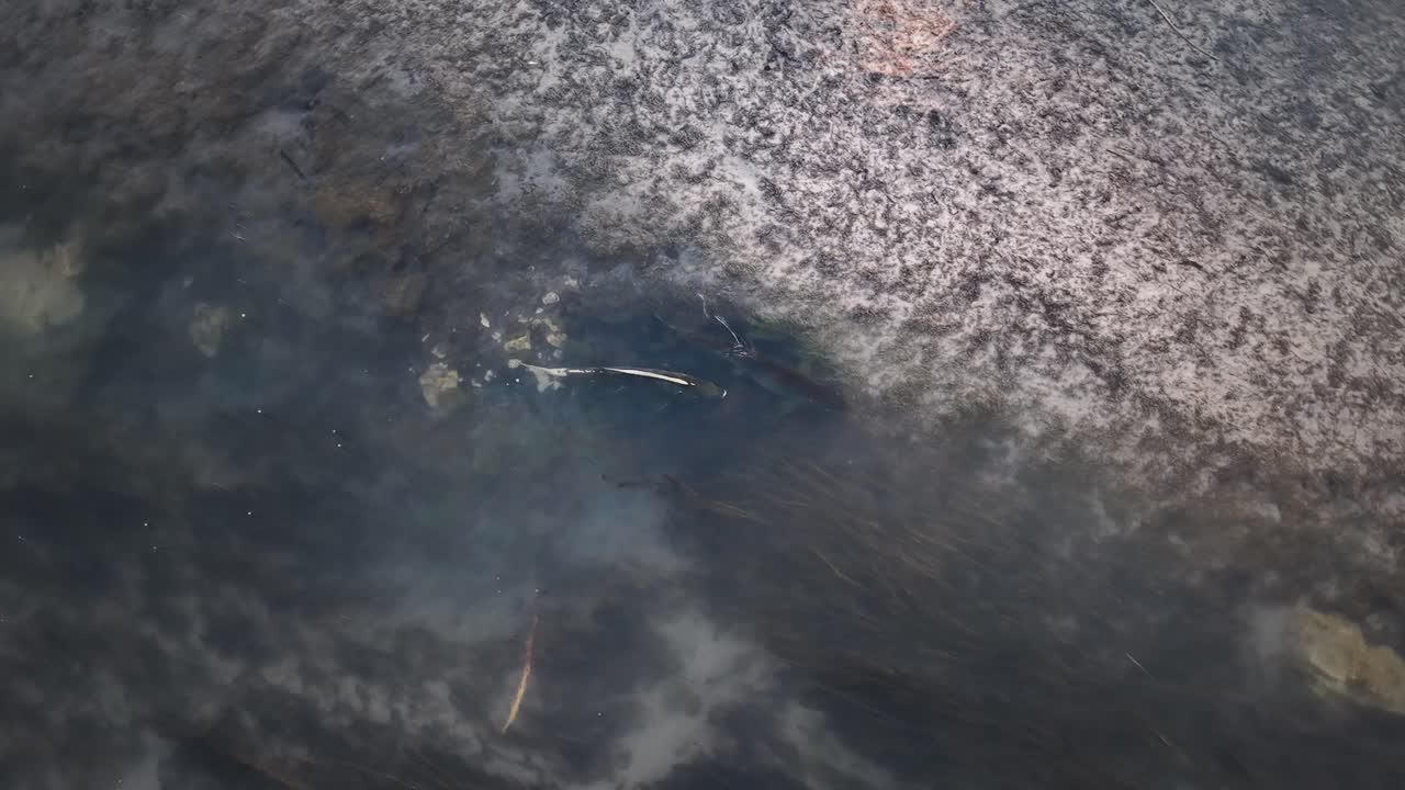 Two Chinook salmon spawning in shallow stream, fluttering and shaking as part of mating behavior in clear water