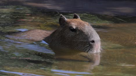 capybara or greater capybara (hydrochoerus hydrochaeris) is a giant cave rodent native to south america. it is the largest living rodent and a member of the genus hydrochoerus.