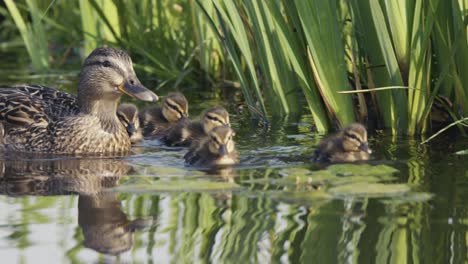 mother mallard duck with ducklings