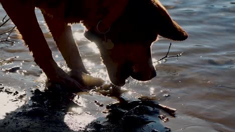 dog chewing stick on beach with light refection