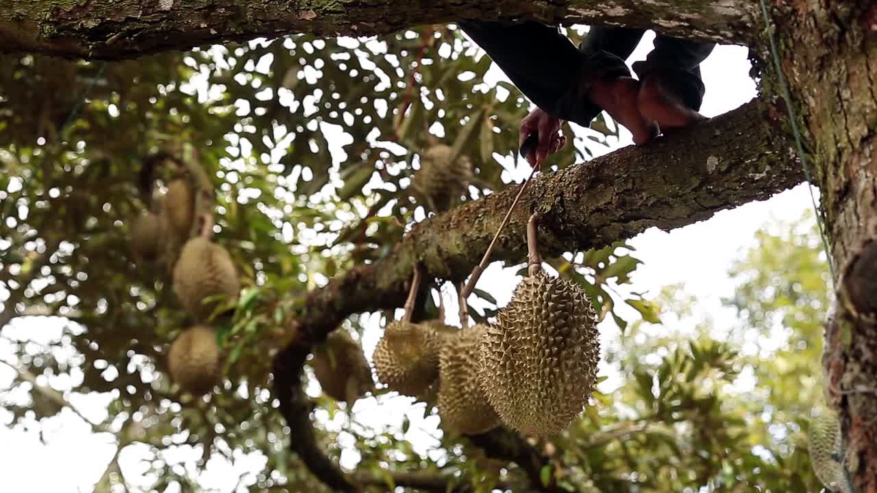 imágenes de primer plano de la cosecha durian dorada y hermosa, el rey de la fruta