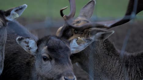 fallow deer buck licking female deer in cold overcast autumn day, closeup handheld shot