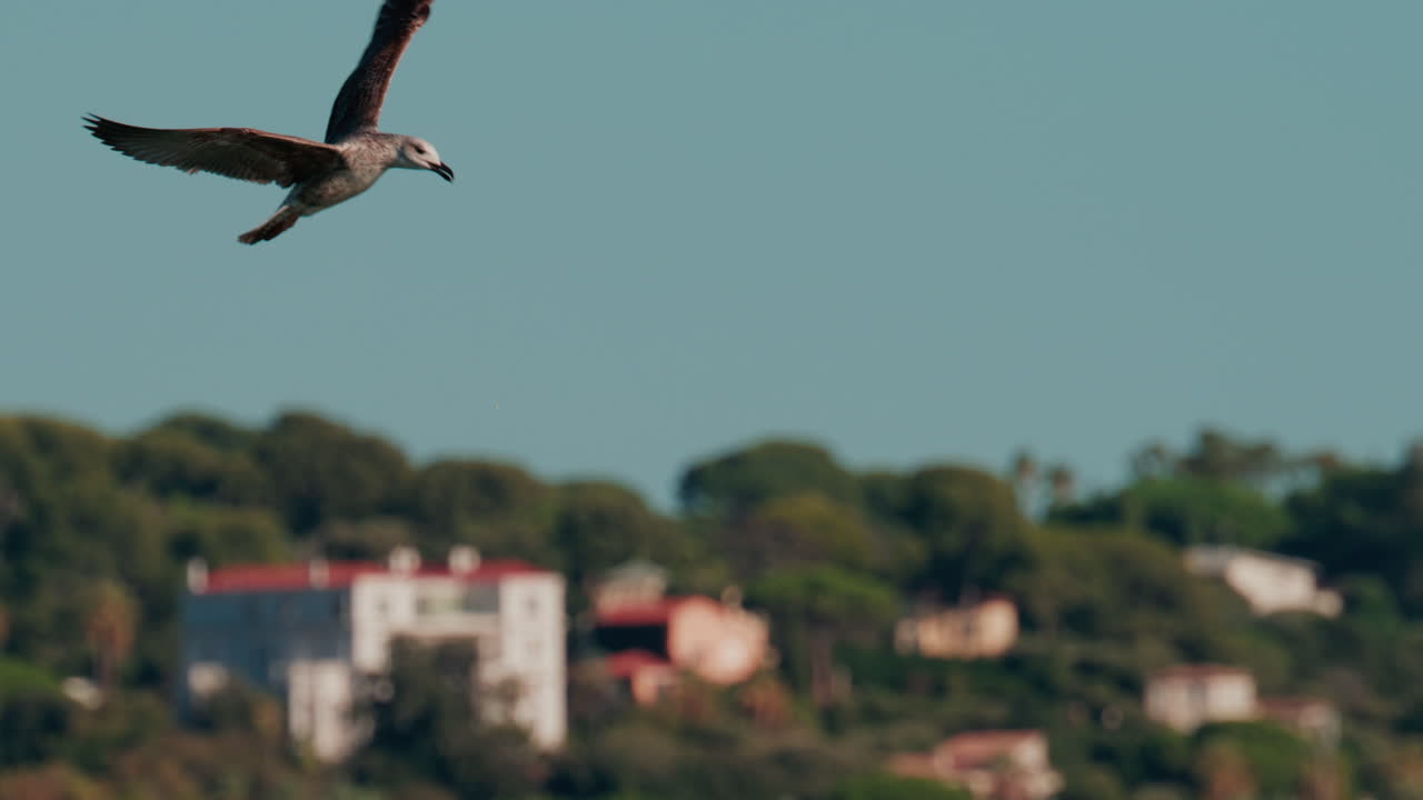 Seagull calmly floating on the surface of deep blue water