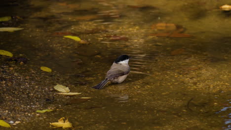 Marsh-Tit-Salpicando-Agua-Con-Vientos-En-El-Charco-Del-Bosque-De-Otoño-En-Cámara-Lenta