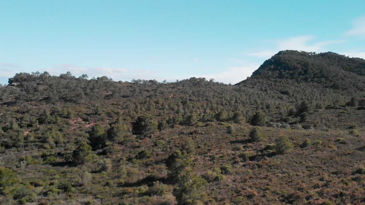 bosque de pinos en las montañas de calderona, españa