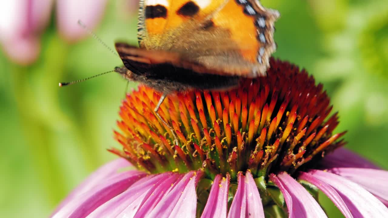 fotografía macro de una pequeña mariposa naranja de concha recogiendo néctar de una flor cónica púrpura sobre fondo verde