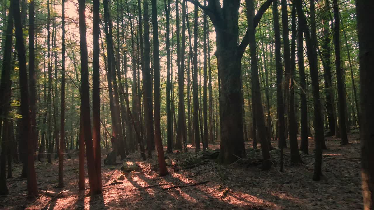 Bellissima luce dorata durante un tramonto estivo in una foresta incantata.
