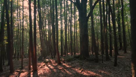 hermosa luz dorada durante una puesta de sol de verano en un bosque mágico