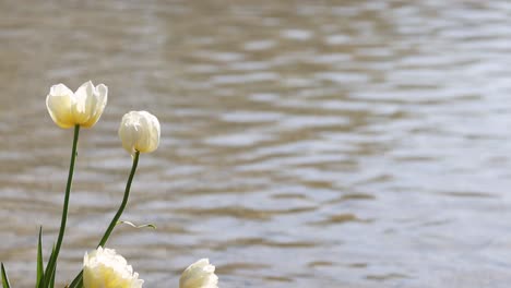 white tulips gently moving near rippling water