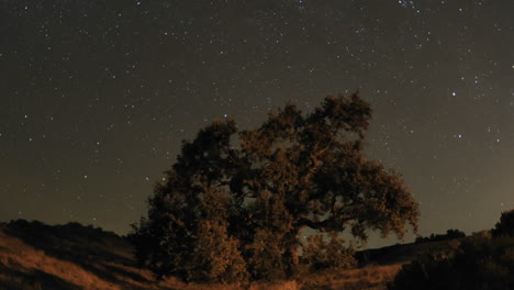 movimiento de lapso de tiempo nocturno de estelas de estrellas y roble del valle durante una luna nueva en vista de roble california