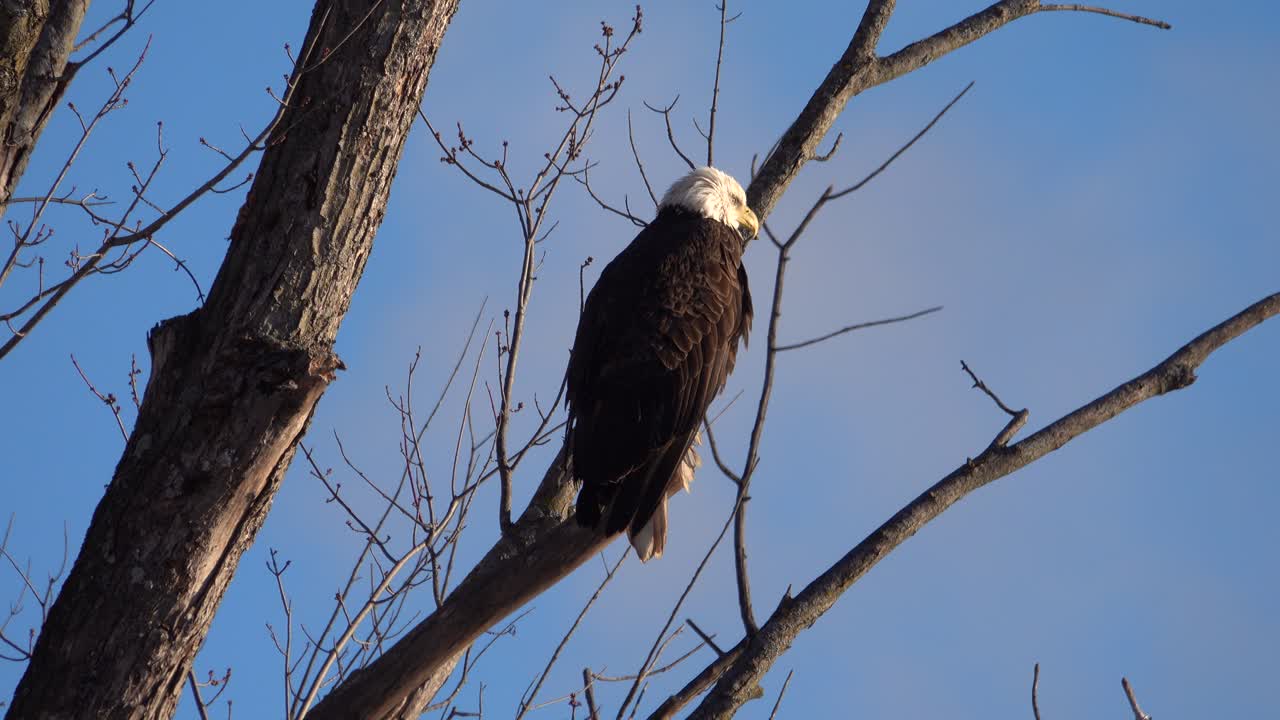Majestic Bald Eagle Perched on a Bare Tree Branch Against Blue Sky