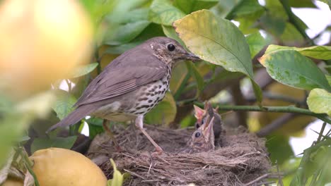 True-thrush-bird-in-nest-feed-babies-chicks