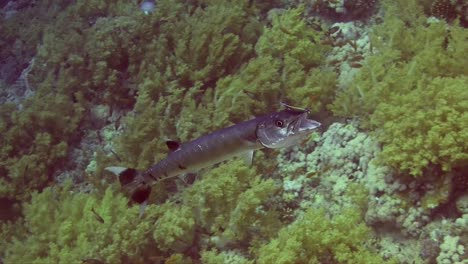 great barracuda with open mouth getting cleaned by two cleaner fish on coral reef