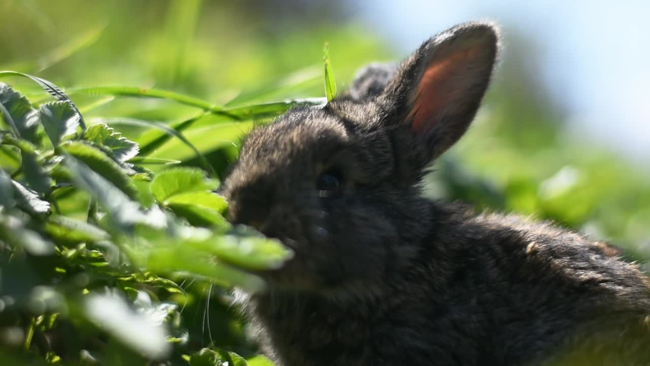 un lindo conejito comiendo hierba y hojas en un día soleado