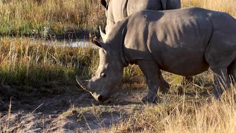 sub-adult white rhino turning around in its natural habitat on a africa safari