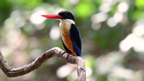 Der-Schwarzkopf-eisvogel-Hat-Einen-Bonbonartigen-Roten-Schnabel-Und-Eine-Schwarze-Kappe,-Die-In-Thailand-Und-Anderen-Asiatischen-Ländern-Zu-Finden-Ist