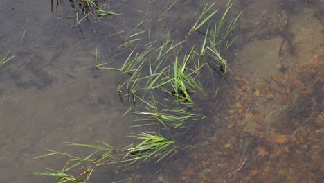 the bed of a small stream