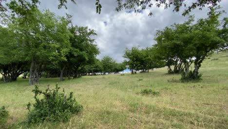 Rural-Landscape-With-Fields-And-Orchards---Wide-Shot