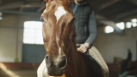 portrait of a horse with a jockey girl in the sun.