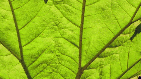 nature woman touching giant rhubarb plant in forest 4k