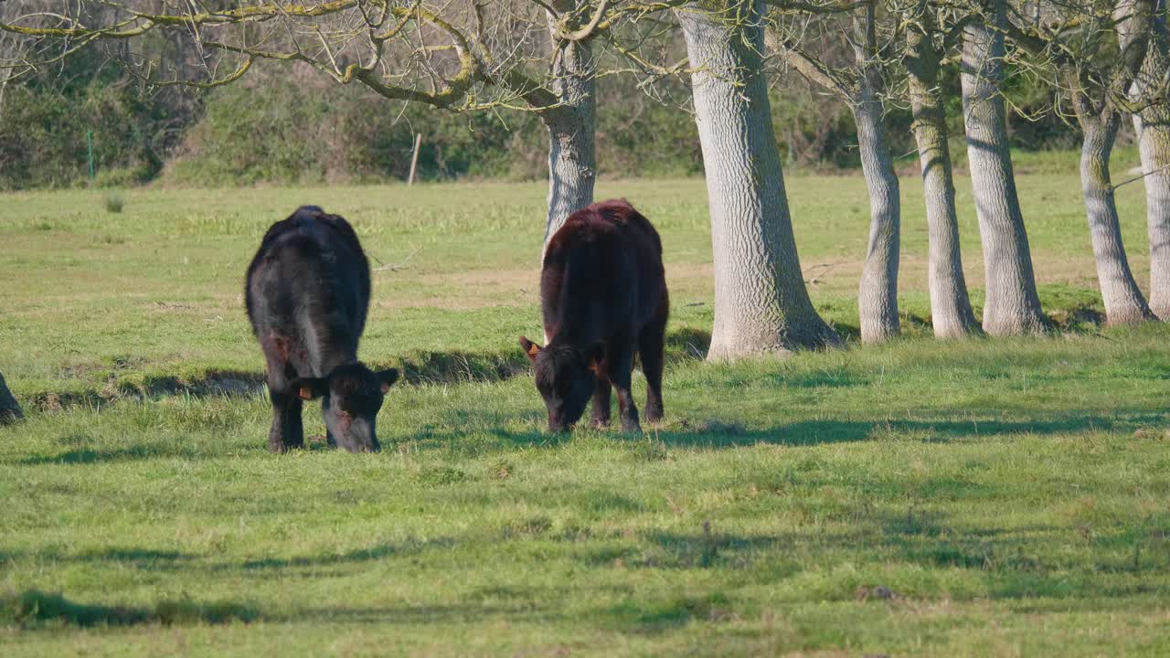 vaca becerro negro comiendo hierba en un campo de jardín