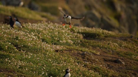 slow motion puffin flying and landing on coast, atlantic puffin in flight flying back from sea to its burrow with ocean at sunset in golden hour on skomer island, uk birdlife and wildlife