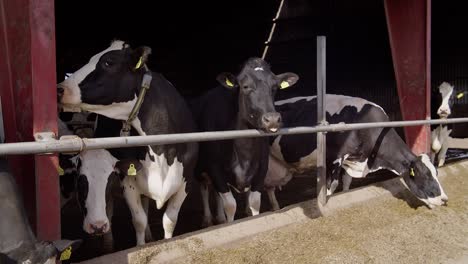 Moderne-Bauernscheune-Mit-Melkkühen,-Die-Heukühe-Im-Kuhstall-Fressen,-Kälberfütterung-Auf-Dem-Bauernhof,-Landwirtschaftsindustrie