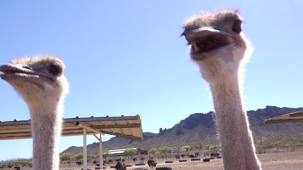 타조 농장의 타조가 카메라를 응시하고 펙