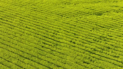 Imágenes-De-Drones-De-Un-Campo-De-Canola-En-Flor