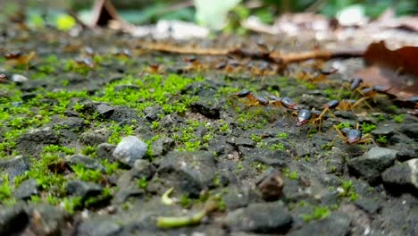 Termite-migration-with-the-watchful-eyes-of-the-Soldiers