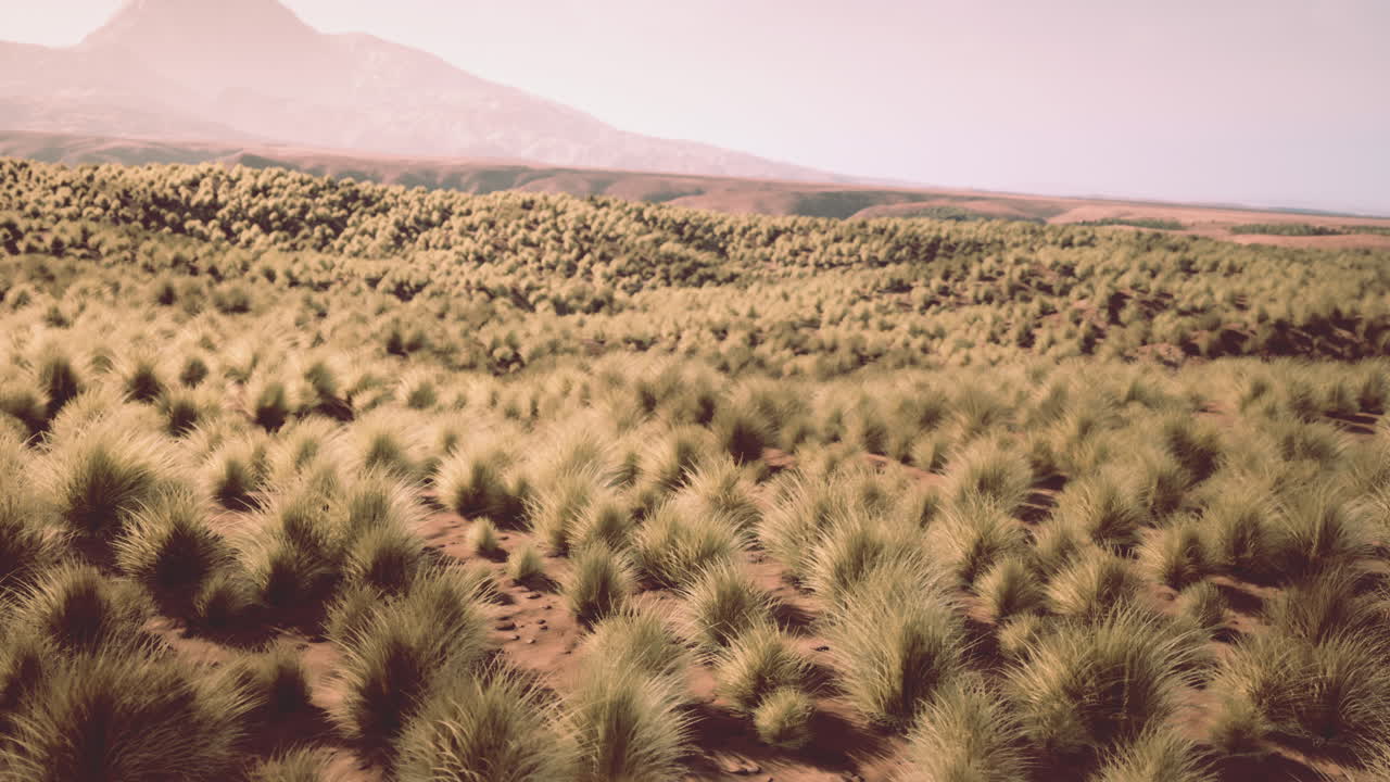 산과 함께 사막 초원 풍경