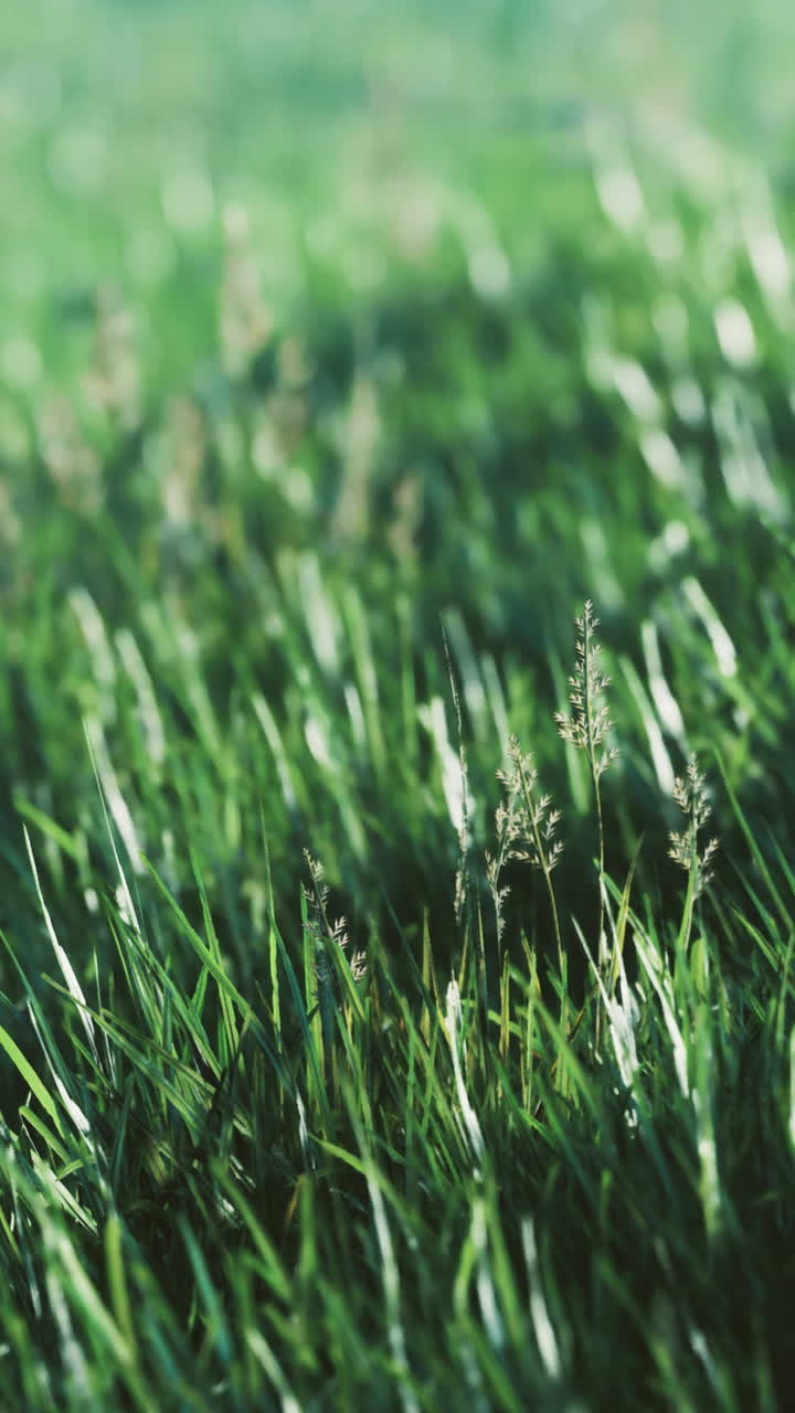Erba verde copre il terreno in un campo durante una giornata di sole nella natura