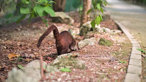 Kleine-Pelzige-Nasenbären-Auf-Der-Suche-Nach-Nahrung-Auf-Dem-Boden-In-Einem-Park-In-Cancun,-Mexiko