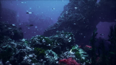 colorful coral reef at the bottom of tropical sea