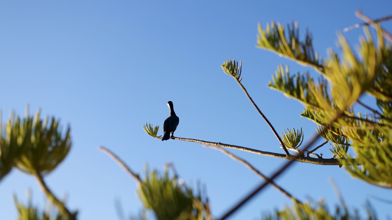 A cormorant sits on a pine tree branch against a clear blue sky, captured in natural lighting
