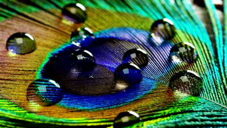 close up or macro of a colorful peacock feather with a drop resting on. the peacock feather full of colors and textures is elegant and decorated.