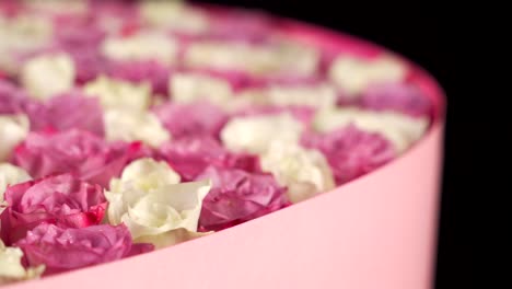 red and pink roses macro slider shot texture shallow deep of field