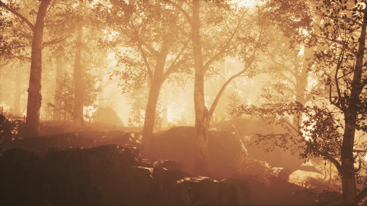niebla de verano en el bosque