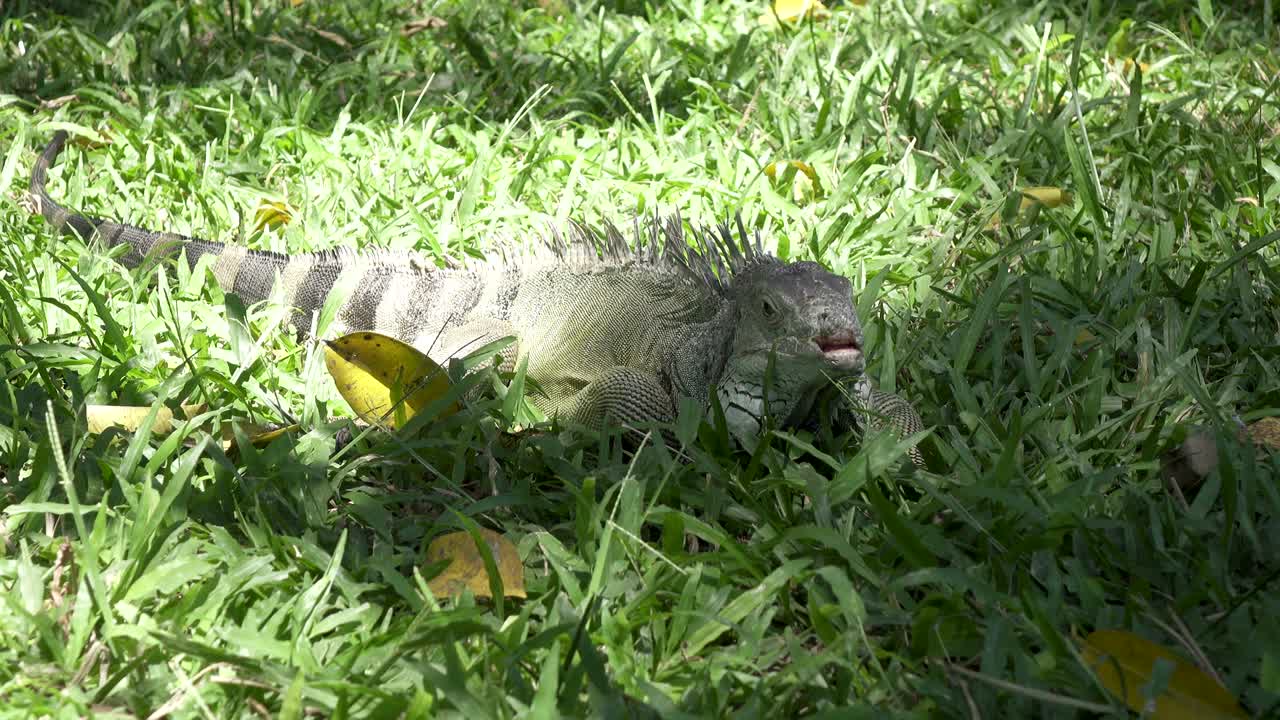 초록 잔디 위 에 있는 큰 초록색 이구아나