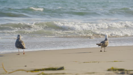 dos gaviotas caminando por la orilla en ventura beach ubicada en el sur de california