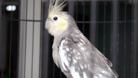 white gray parrot in a cage