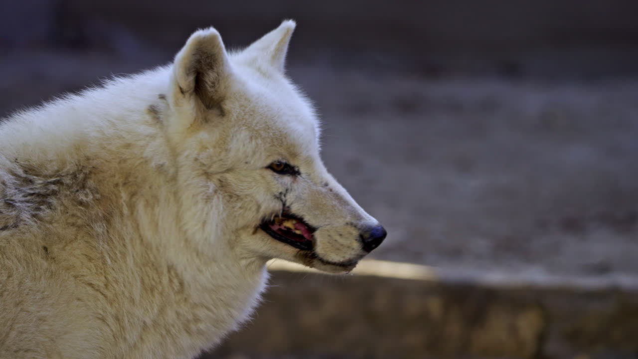 White Arctic Wolf