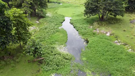 Flyover-Pflanze-Bedeckte-Stromfluss-Wasserstraße,-Lebendes,-Lebendiges-Ökosystem-In-Der-Abgelegenen-Wildnis-Der-Landschaft-Von-Ira-Lalaro,-Timor-Leste,-Drohnenflug-Aus-Der-Luft